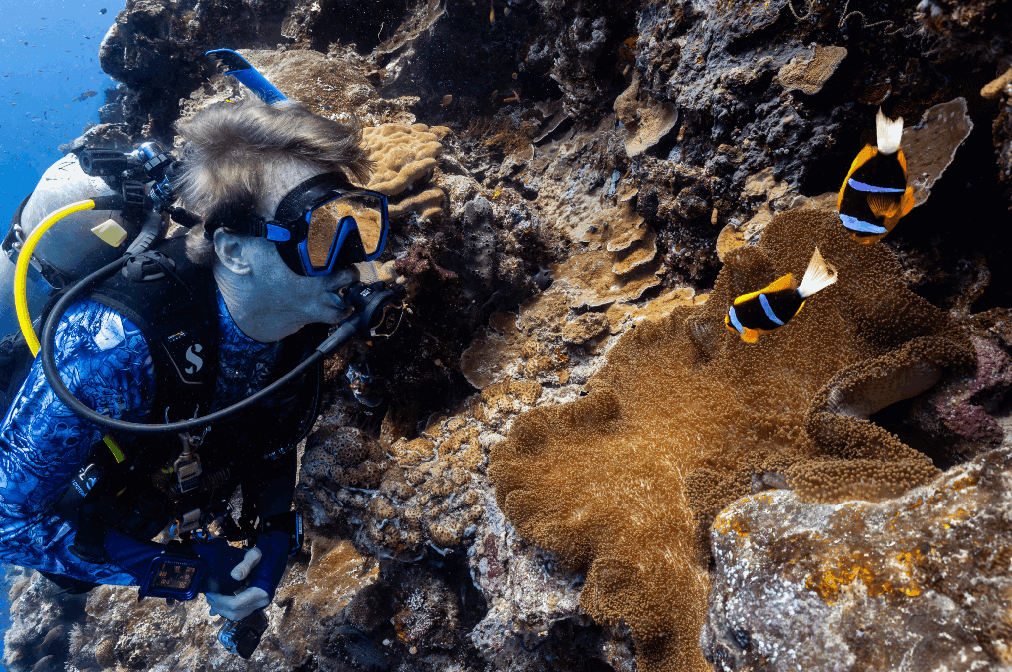 A diver looking at an anemone full of clownfish on a reef in Palau